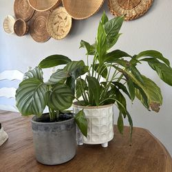 House Plants With Pots