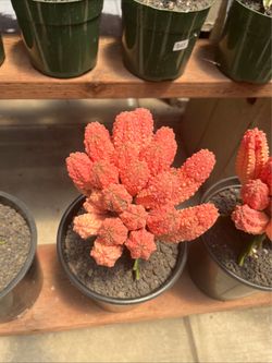 Euphorbia Abdelkuri $120