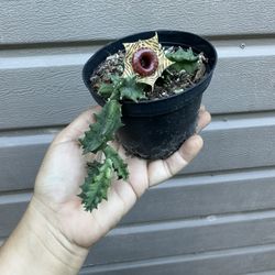 4” Huernia Lifesaver