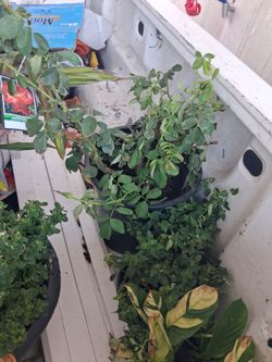 Rose bushes