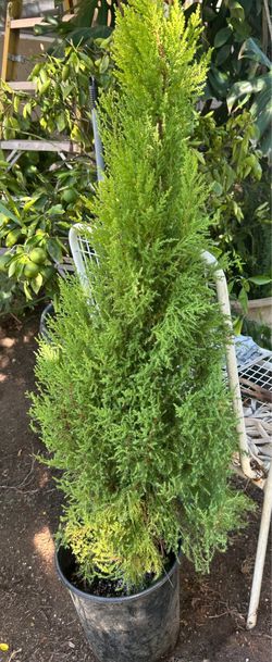 Lemon Cypress Pine $70each