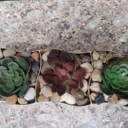 Artificial Succulant Arrangement 