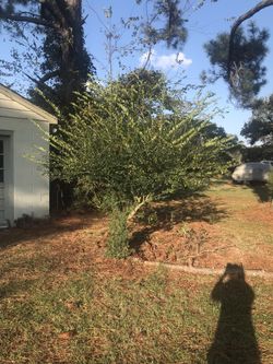 Free Trees Magnolia Pine Others