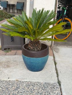 Sago Palm in Large Decorative Planter