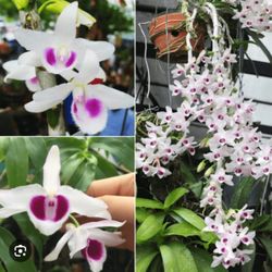 Denrobium 3-4 Ft Tall