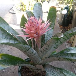 Bromelia