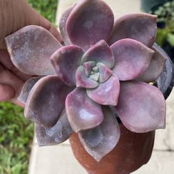 Plants Plants Plants