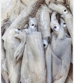 Squid 4 bait