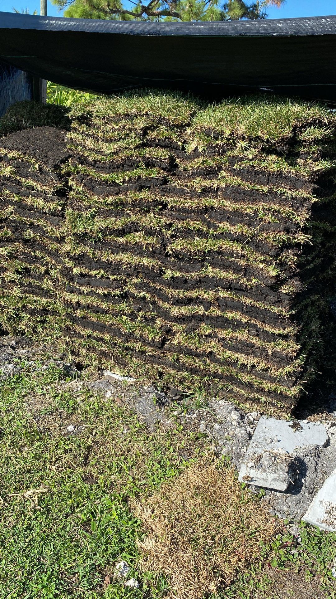 St Augustine Sod - Pallet