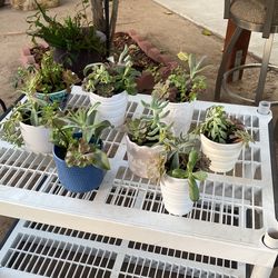 Beautiful Suculentas