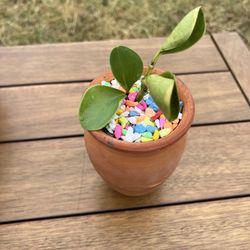 Succulent Cantaritos