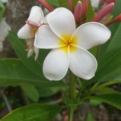 Frangipani Cuttings