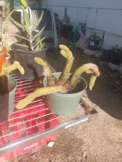 Golden Rat Tail Cactus 