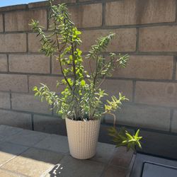Cute  Ceramic Vase With Assorted Succulents 