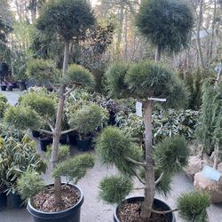 Topiary Pom Pom Pine Trees