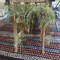 Snake Plants With Lots Of Babies 