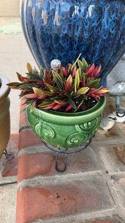 Peperomia rosso plant