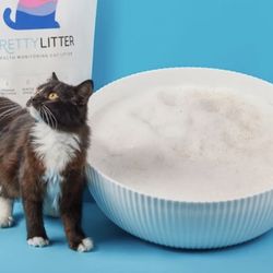 Cat litter - Litter For Cats Bowl - Pretty litter 