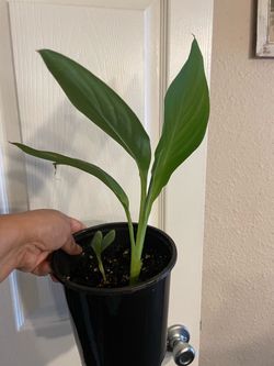 Canna Lilly plant (see pic for color)