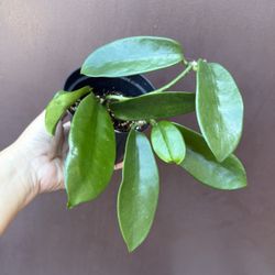 4” Hoya Meliflua