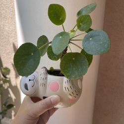 Pilea Plant With Cute Pot