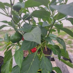 HOT And SWEET Peppers 