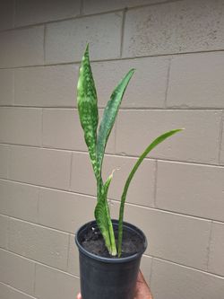 Potted Jaboa Snake plant (Sansevieria Trifasciata Jaboa)