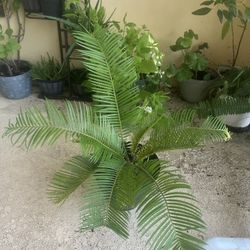 Large Sagu Plant