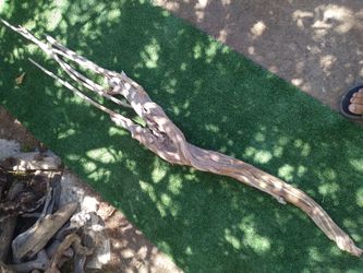 5 ft 9 in. Driftwood For Aquariums Terrariums Decor