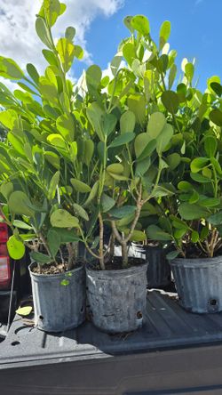 Clusias Plants About feet Tall. Instant privacy