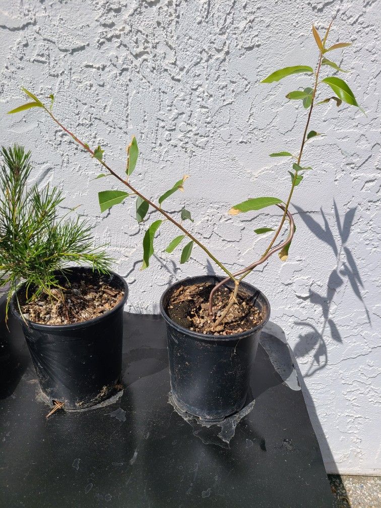 1- Year Old Willow Tree Cuttings