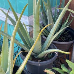aloe vera