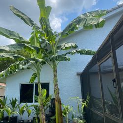 Ice cream Thai banana plant