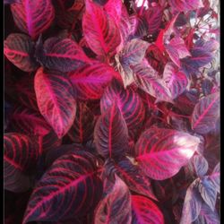 blood plant
