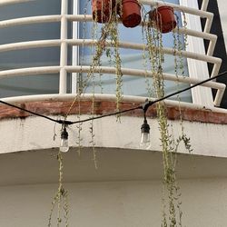 3 String of Bananas Succulent Vines Plants in Hanging Planters