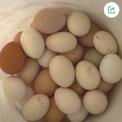 Fresh Organic Eggs 🥚 