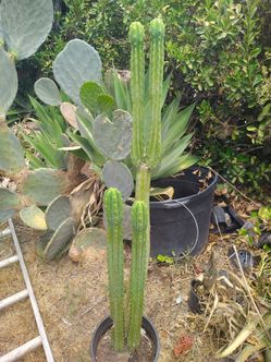 San Pedro Cactus plant