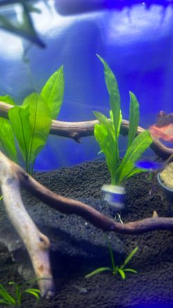 Aquarium Amazon Sword Plant