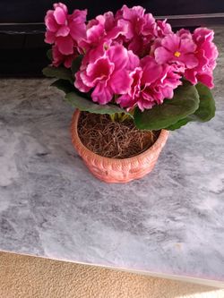 African Violet Plant in Ceramic Pot