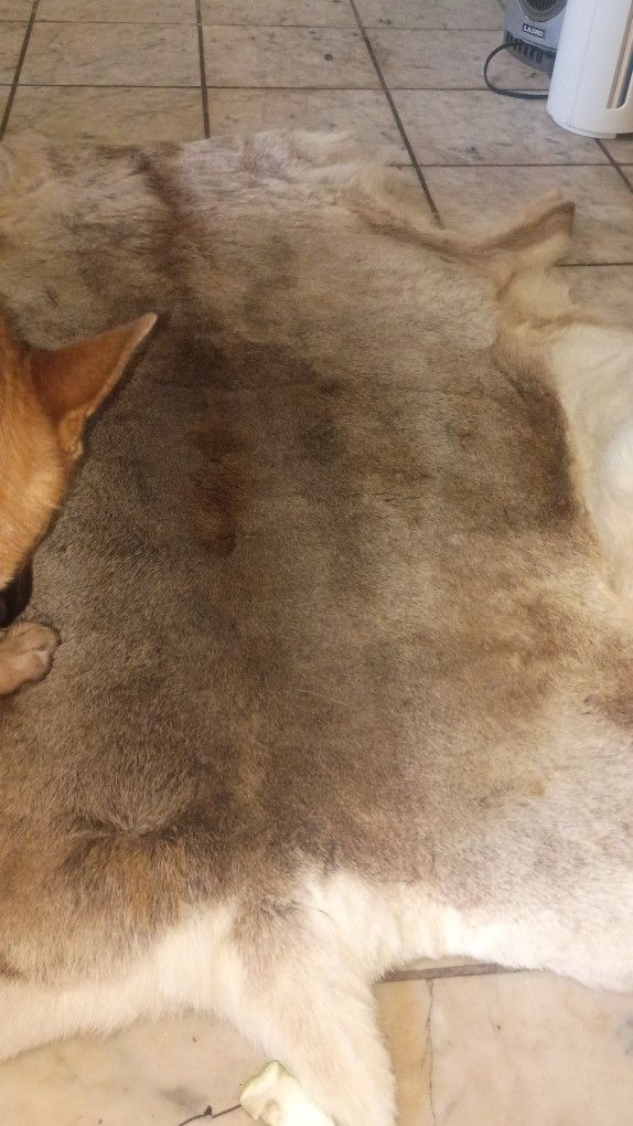 White Tail Deer Pelt.