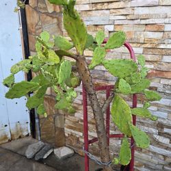 Large Size Cactus Plant 