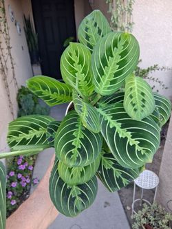 Lemon Lime Maranta Prayer Plant $15