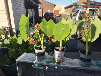Giant Elephant Ear Plants " Colocasia"