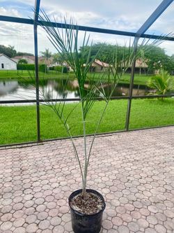 Buccaneer palm, Pseudophoenix sargentii 7g