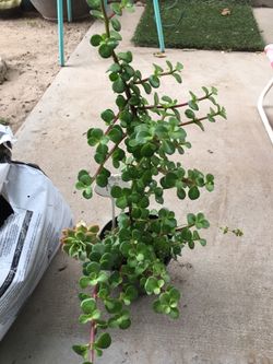 Assorted plants