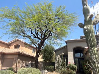 Trim tree and palmas and clean up