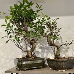 Ficus Bonsai 