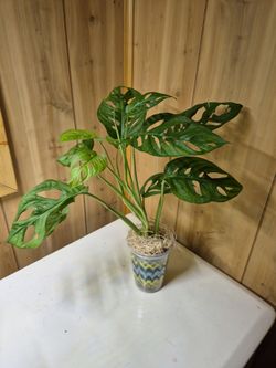Monstera Adansonii or Swiss Cheese plant