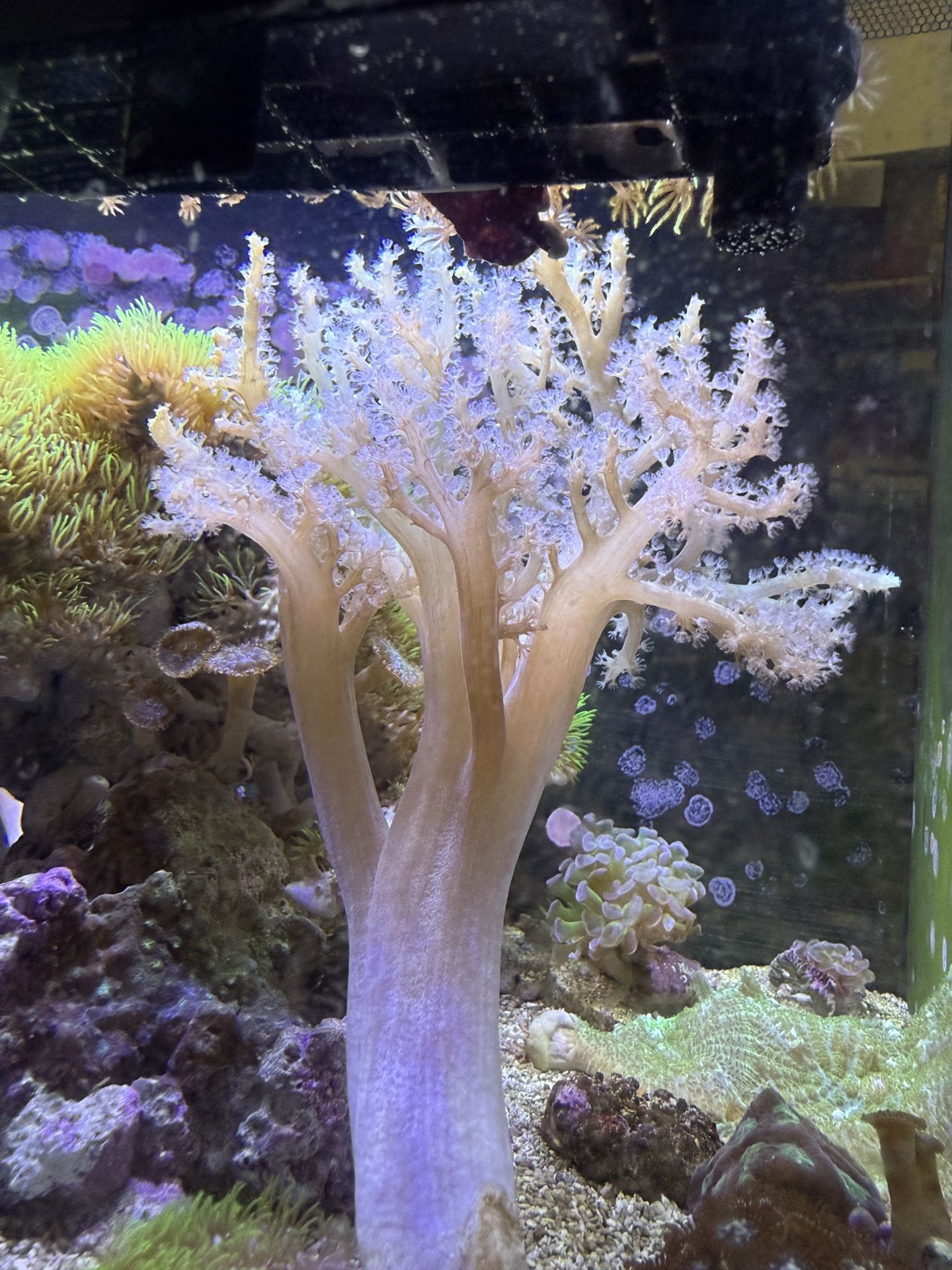 Finger Leather Coral Reef Saltwater Tank