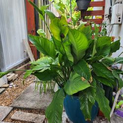 peace plant